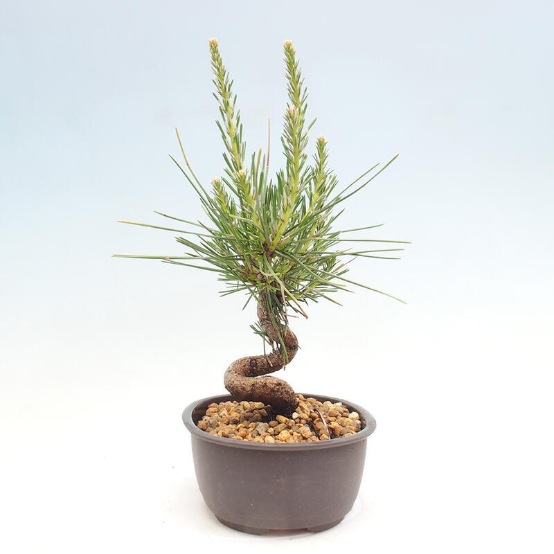 Venkovní bonsai - Pinus thunbergii - Borovice thunbergova