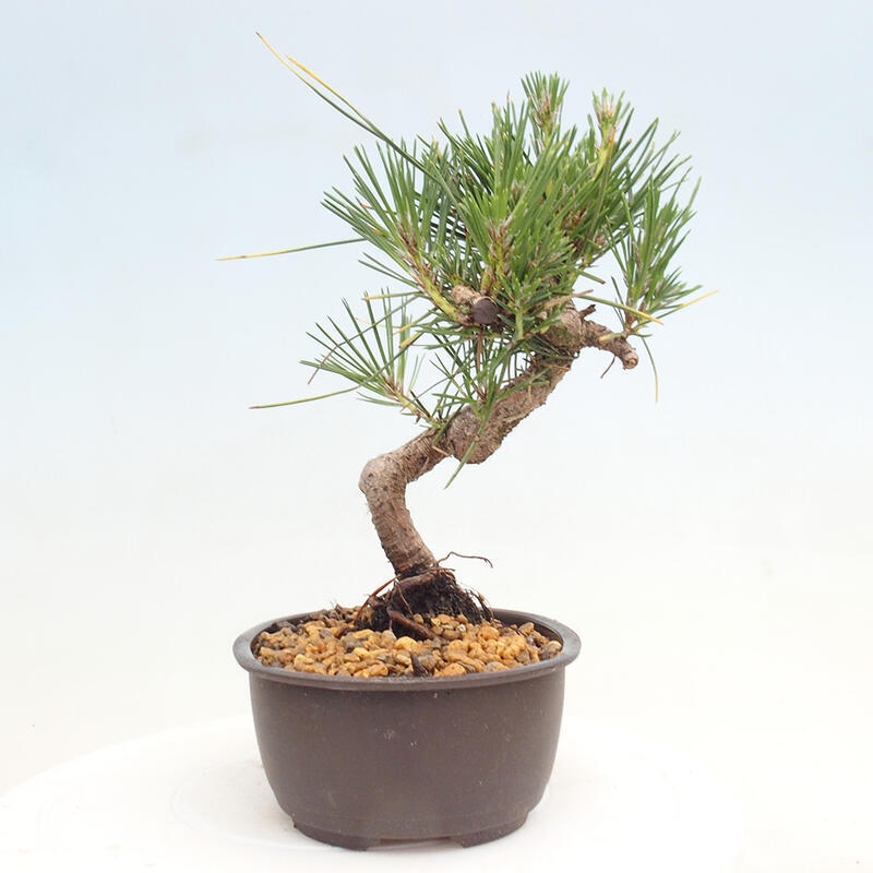 Venkovní bonsai - Pinus thunbergii - Borovice thunbergova