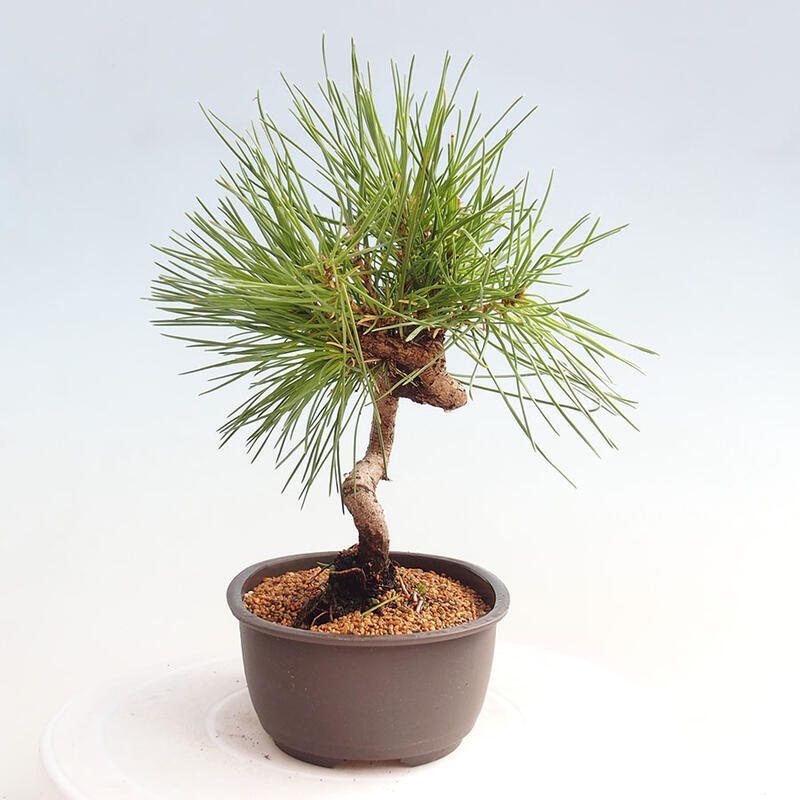 Venkovní bonsai - Pinus thunbergii - Borovice thunbergova