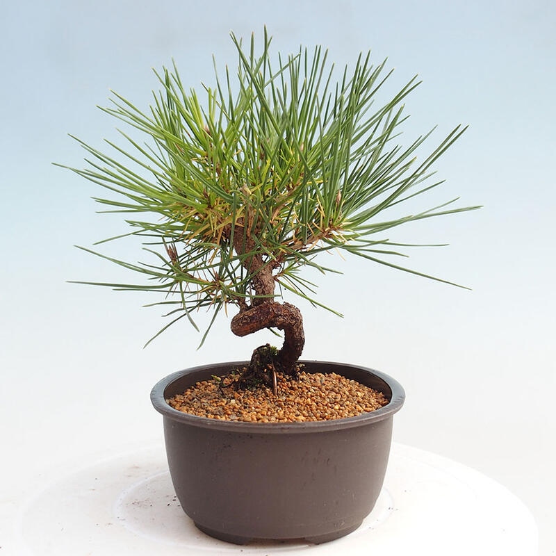 Venkovní bonsai - Pinus thunbergii - Borovice thunbergova