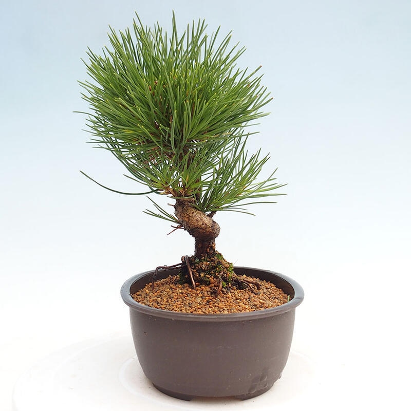 Venkovní bonsai - Pinus thunbergii - Borovice thunbergova