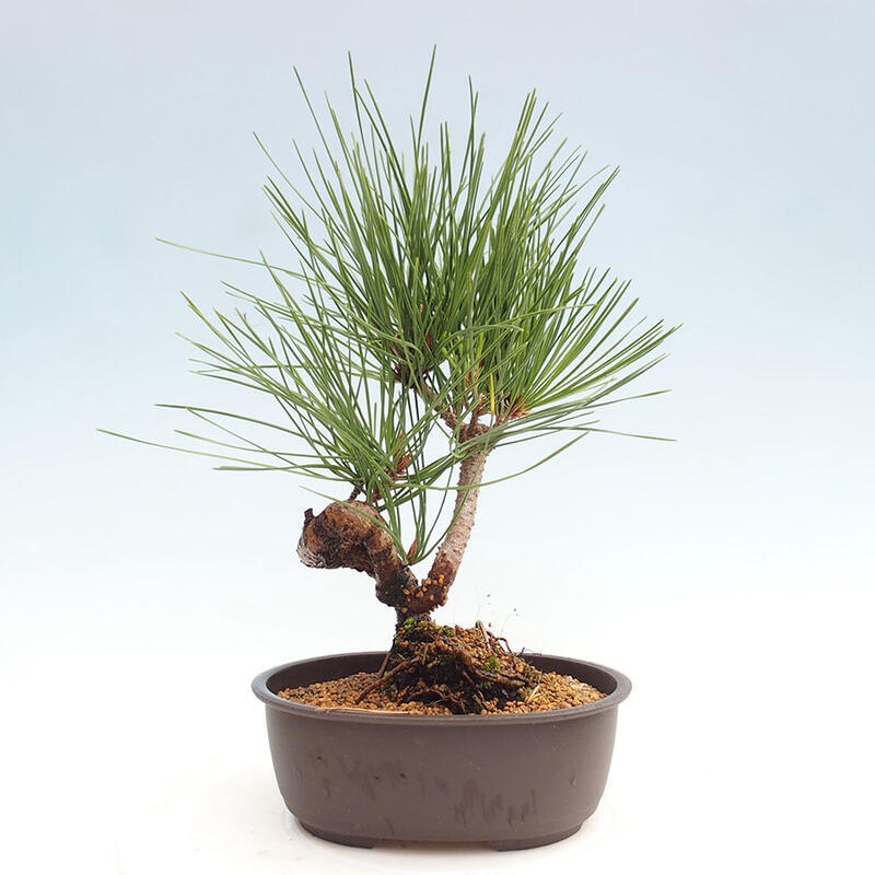 Venkovní bonsai - Pinus thunbergii - Borovice thunbergova