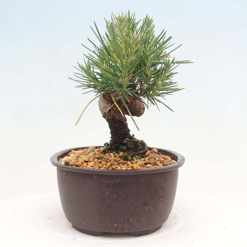 Venkovní bonsai - Pinus thunbergii - Borovice thunbergova