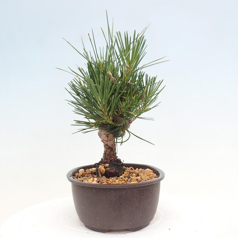 Venkovní bonsai - Pinus thunbergii - Borovice thunbergova