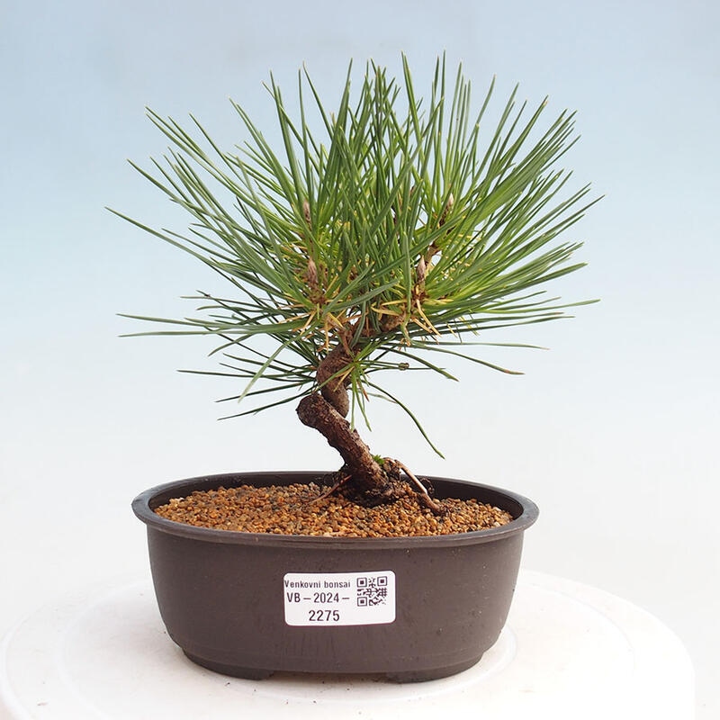 Venkovní bonsai - Pinus thunbergii - Borovice thunbergova