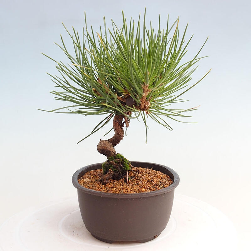 Venkovní bonsai - Pinus thunbergii - Borovice thunbergova