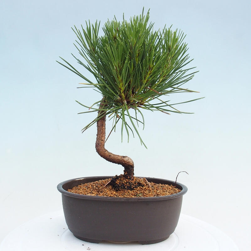 Venkovní bonsai - Pinus thunbergii - Borovice thunbergova