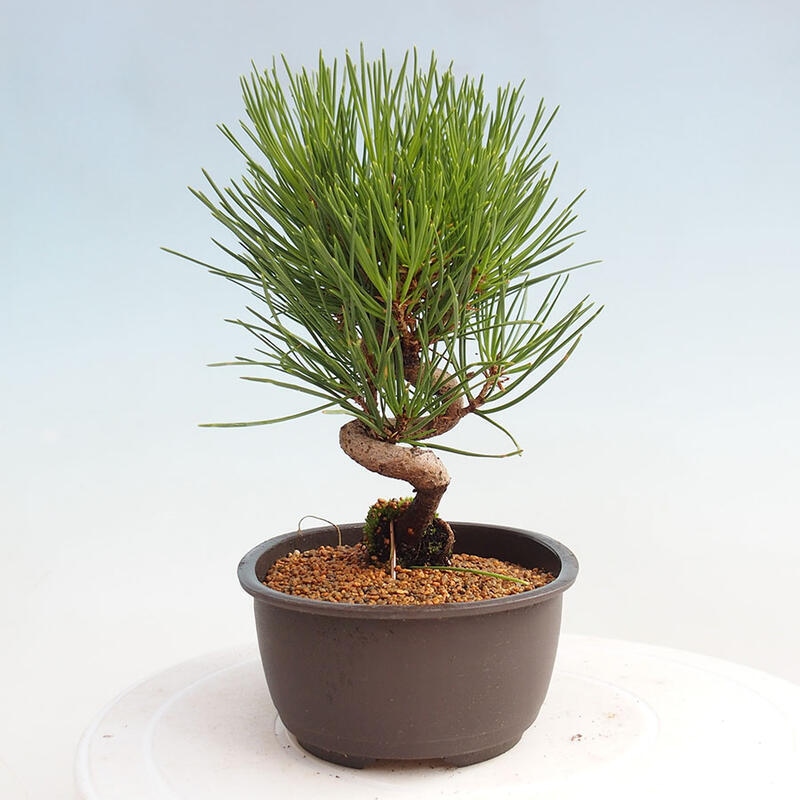 Venkovní bonsai - Pinus thunbergii - Borovice thunbergova