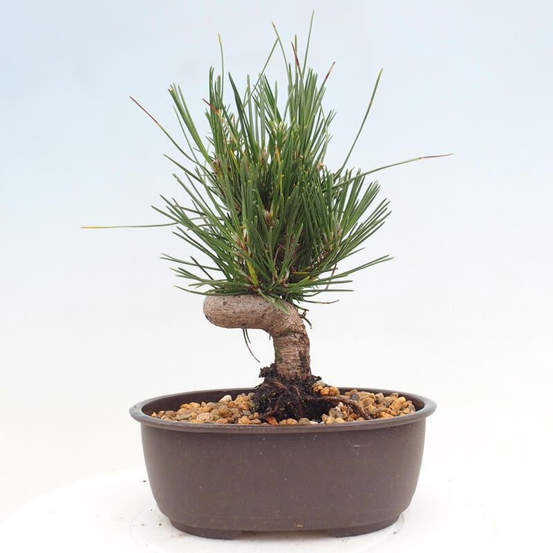 Venkovní bonsai - Pinus thunbergii - Borovice thunbergova