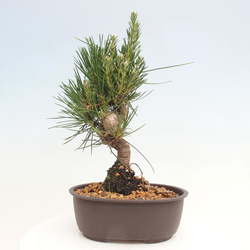 Venkovní bonsai - Pinus thunbergii - Borovice thunbergova