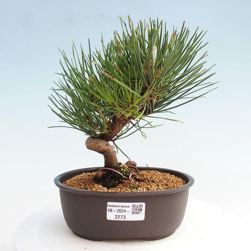 Venkovní bonsai - Pinus thunbergii - Borovice thunbergova