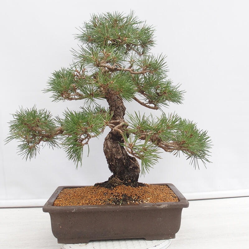 Venkovní bonsai - Pinus thunbergii - Borovice thunbergova