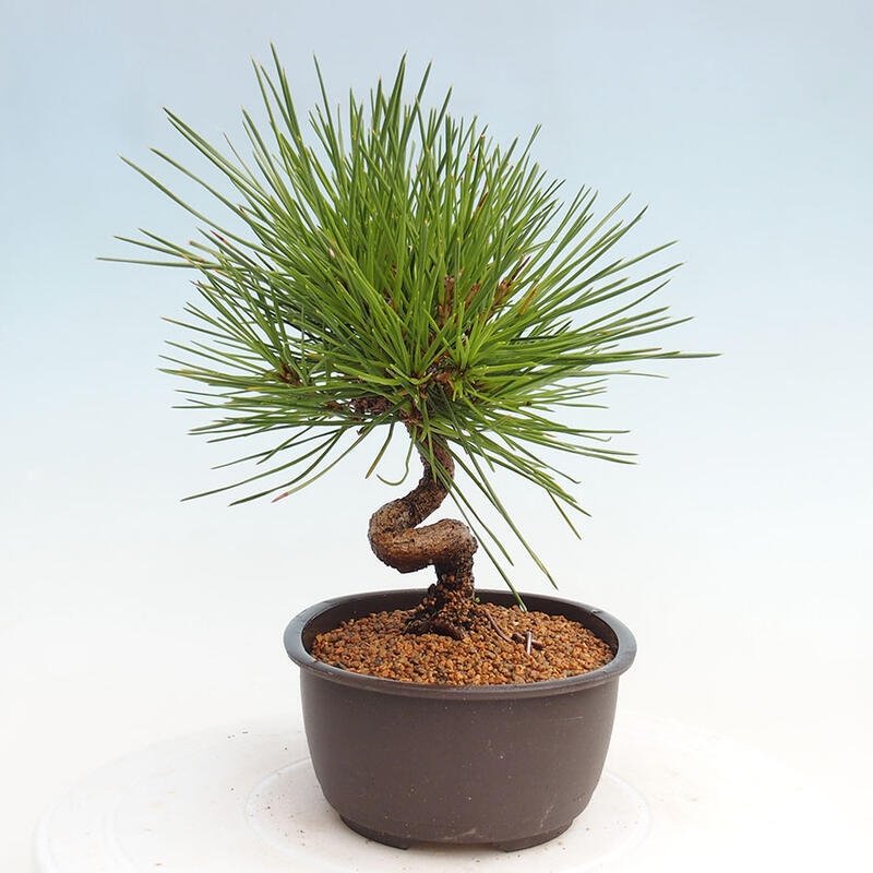 Venkovní bonsai - Pinus thunbergii - Borovice thunbergova