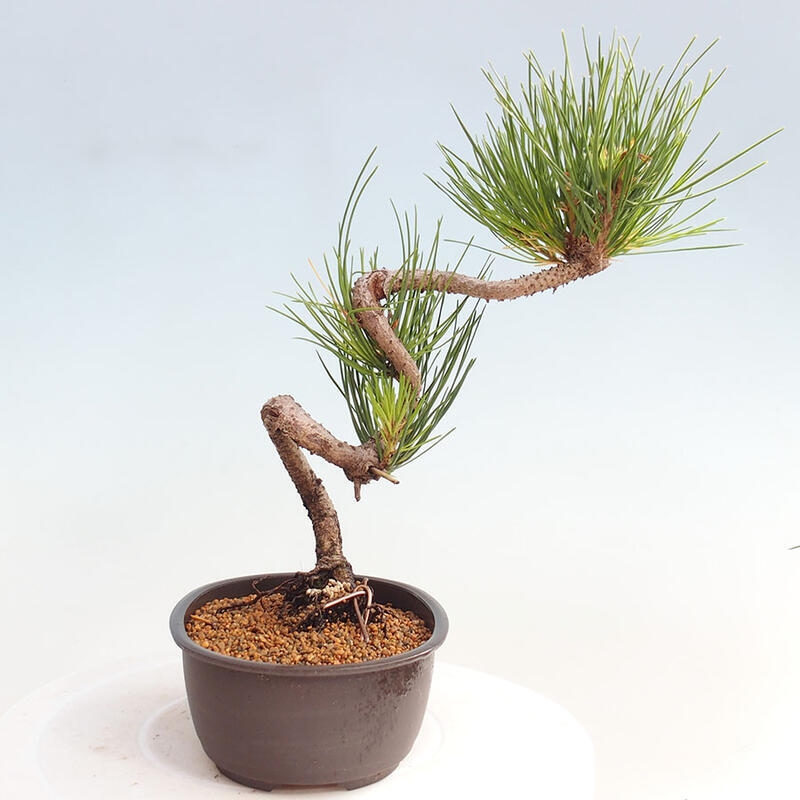 Venkovní bonsai - Pinus thunbergii - Borovice thunbergova