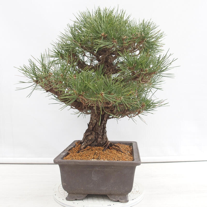 Venkovní bonsai - Pinus thunbergii - Borovice thunbergova