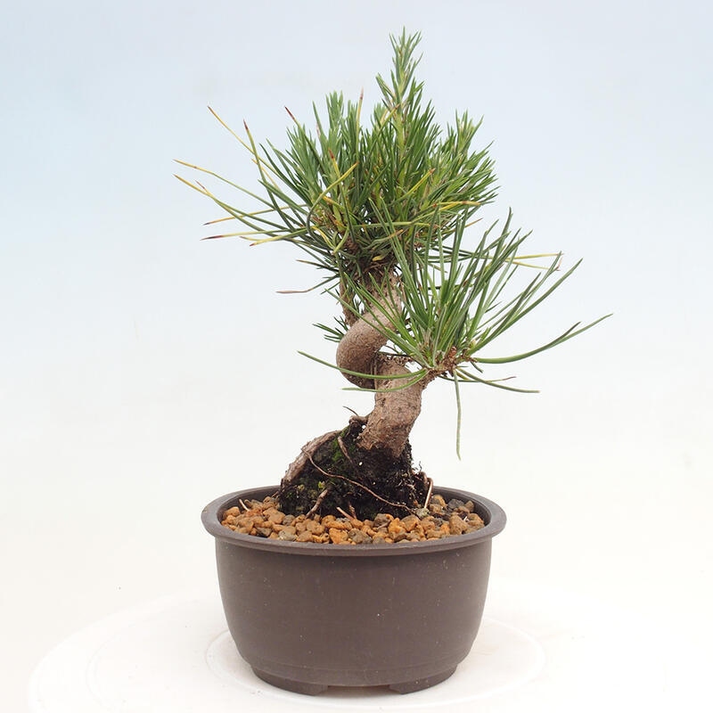 Venkovní bonsai - Pinus thunbergii - Borovice thunbergova