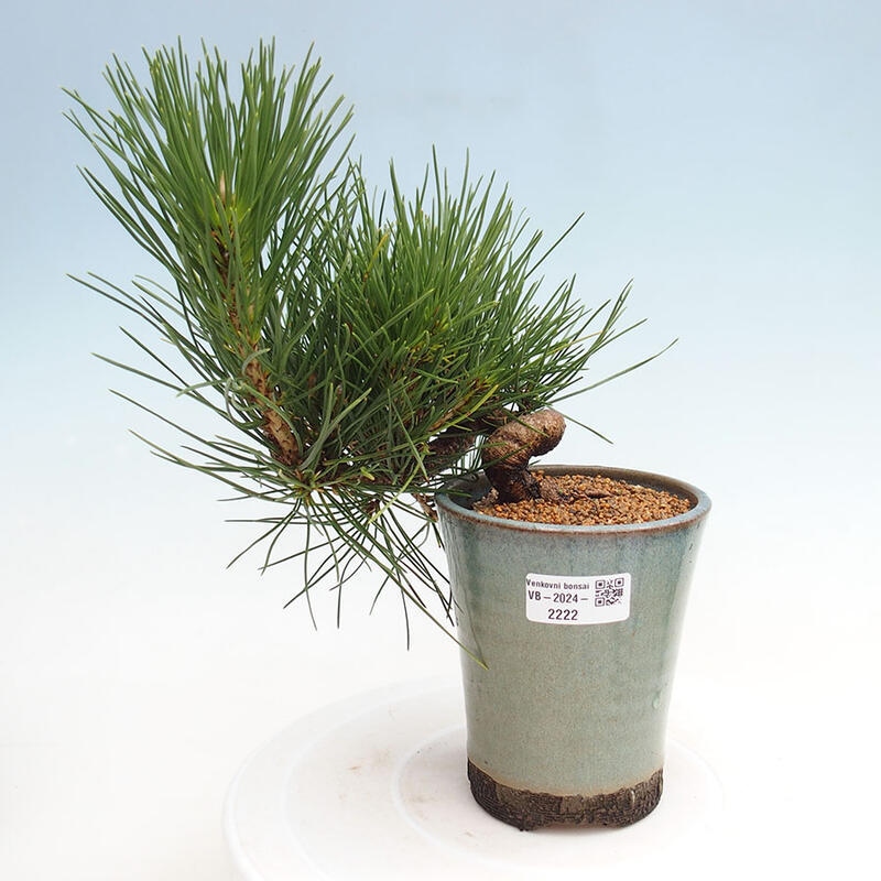 Venkovní bonsai - Pinus thunbergii - Borovice thunbergova