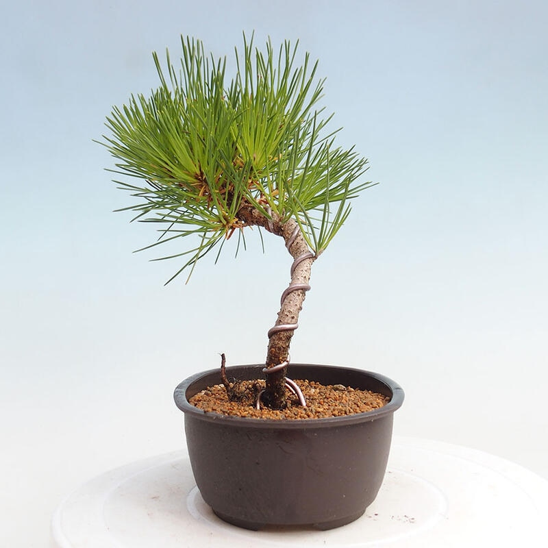 Venkovní bonsai - Pinus thunbergii - Borovice thunbergova