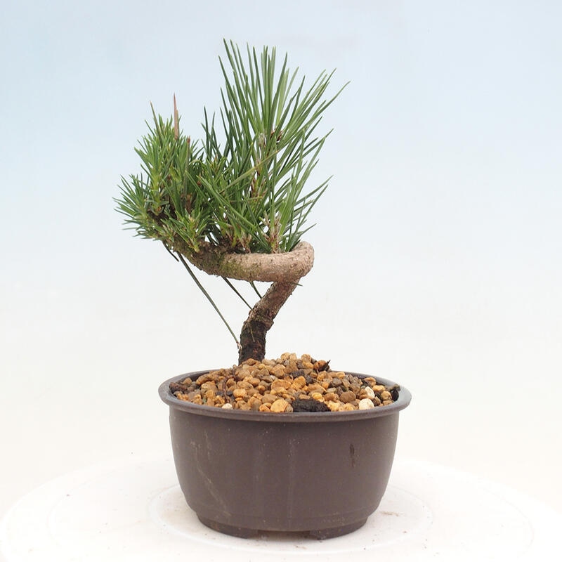 Venkovní bonsai - Pinus thunbergii - Borovice thunbergova