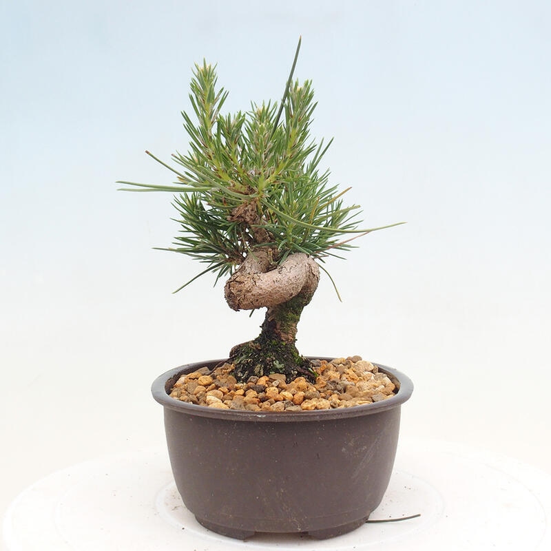 Venkovní bonsai - Pinus thunbergii - Borovice thunbergova