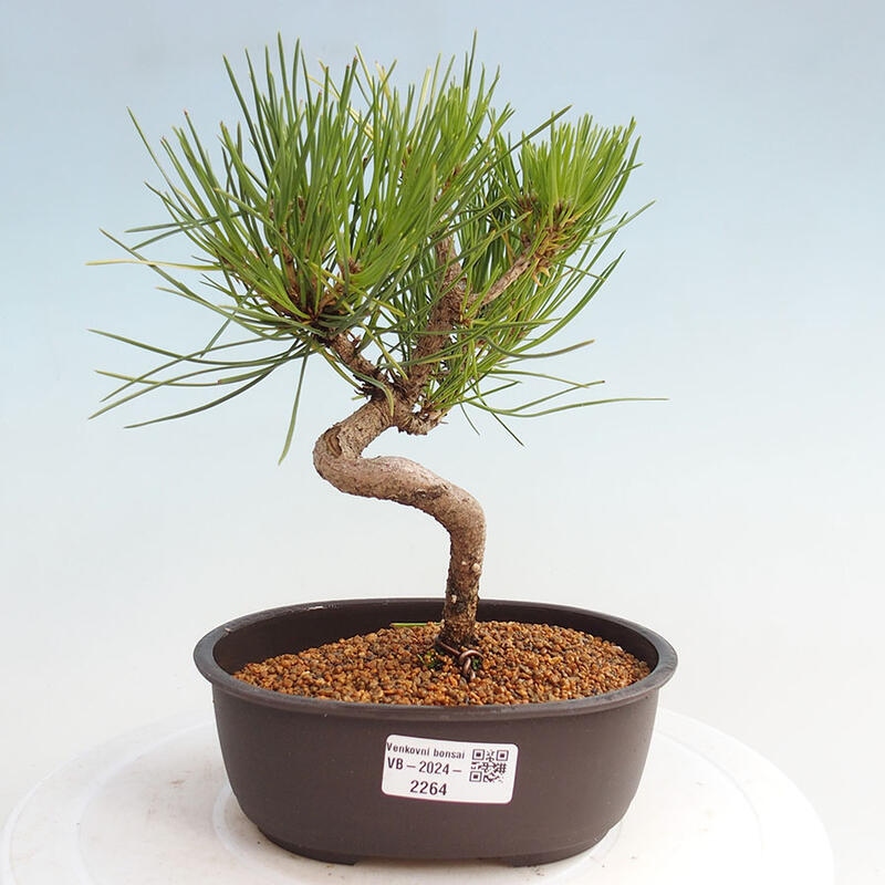 Venkovní bonsai - Pinus thunbergii - Borovice thunbergova