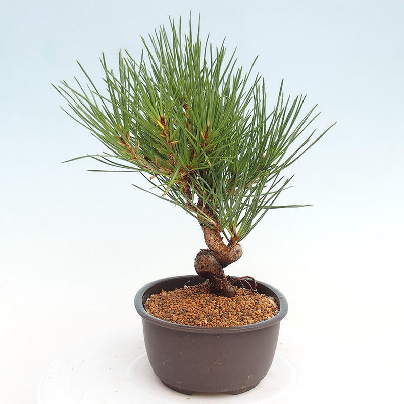 Venkovní bonsai - Pinus thunbergii - Borovice thunbergova