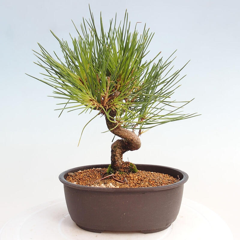 Venkovní bonsai - Pinus thunbergii - Borovice thunbergova