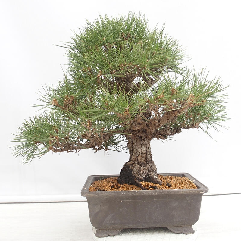 Venkovní bonsai - Pinus thunbergii - Borovice thunbergova