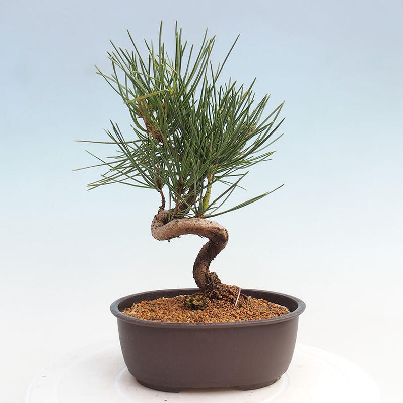 Venkovní bonsai - Pinus thunbergii - Borovice thunbergova