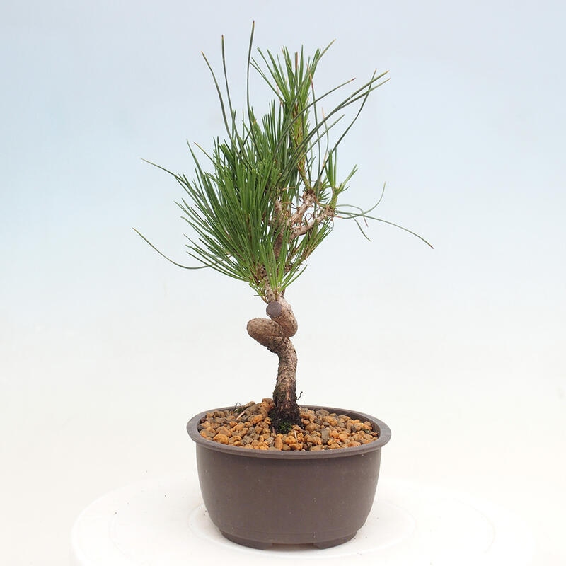 Venkovní bonsai - Pinus thunbergii - Borovice thunbergova