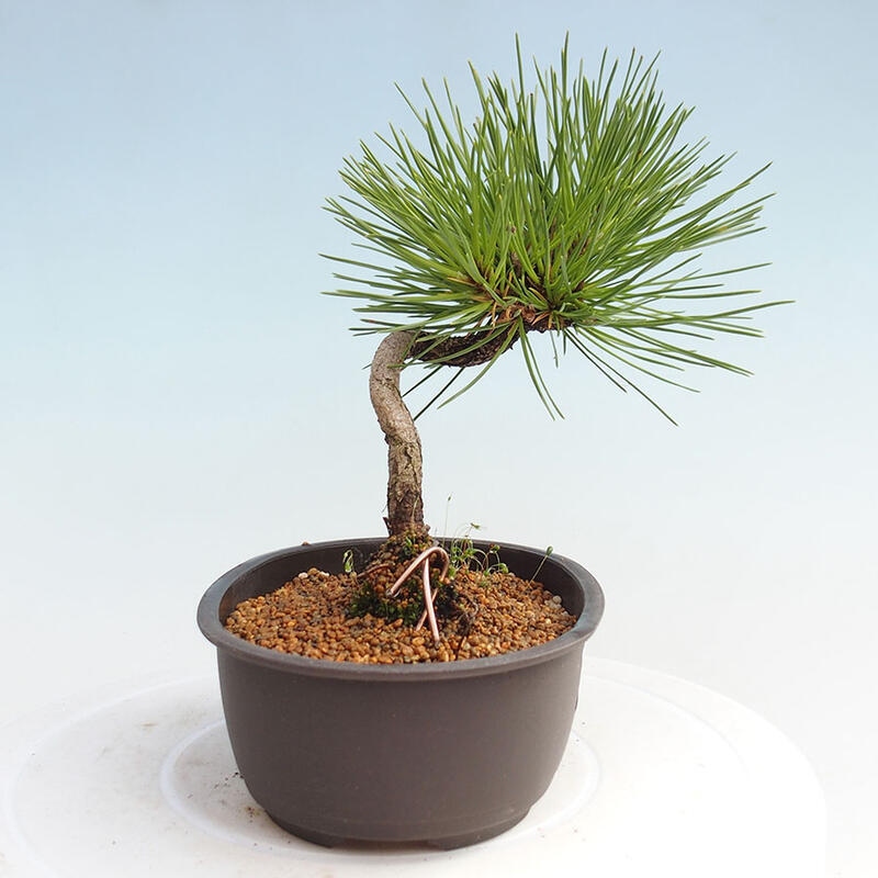 Venkovní bonsai - Pinus thunbergii - Borovice thunbergova