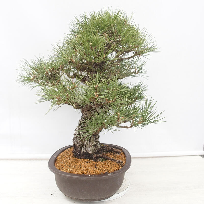 Venkovní bonsai - Pinus thunbergii - Borovice thunbergova