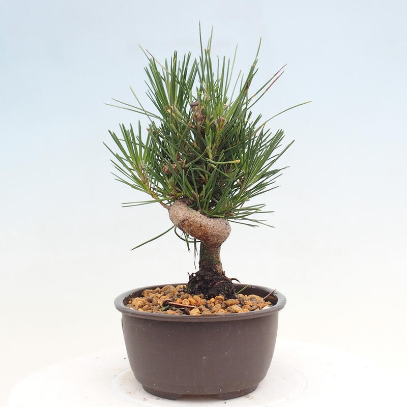 Venkovní bonsai - Pinus thunbergii - Borovice thunbergova