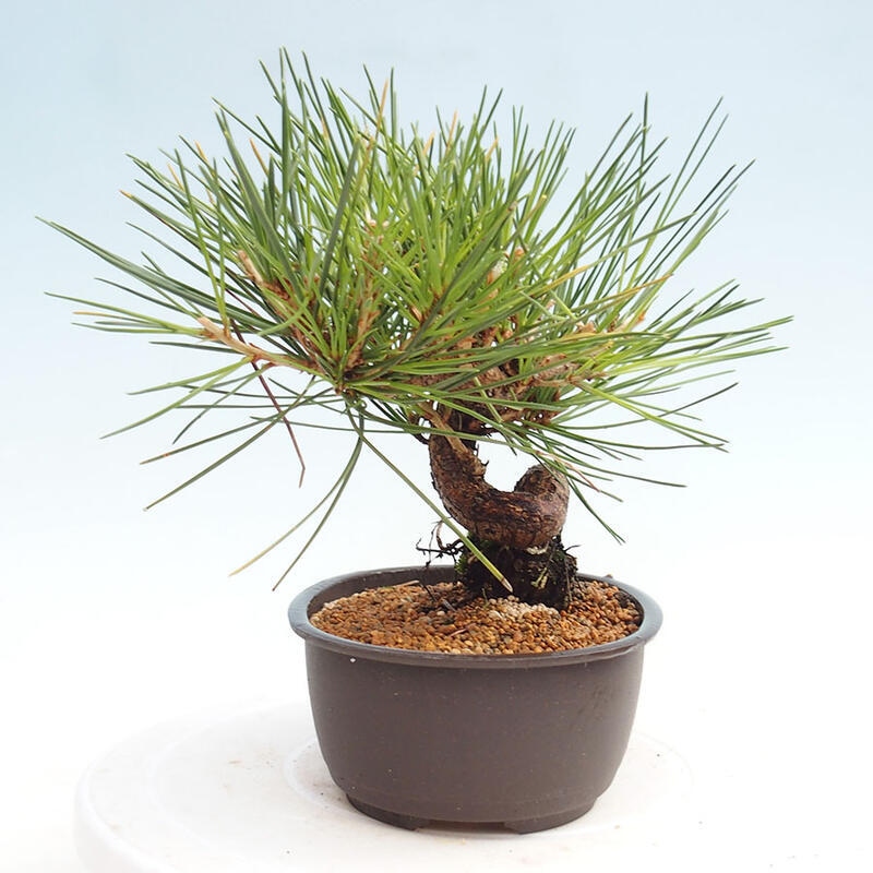 Venkovní bonsai - Pinus thunbergii - Borovice thunbergova