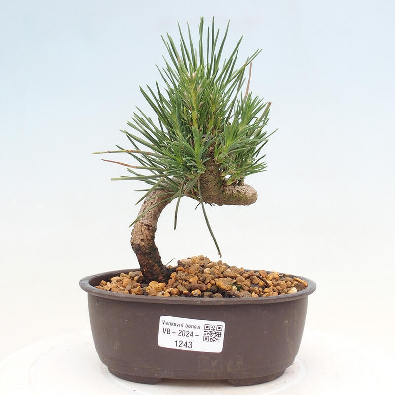 Venkovní bonsai - Pinus thunbergii - Borovice thunbergova