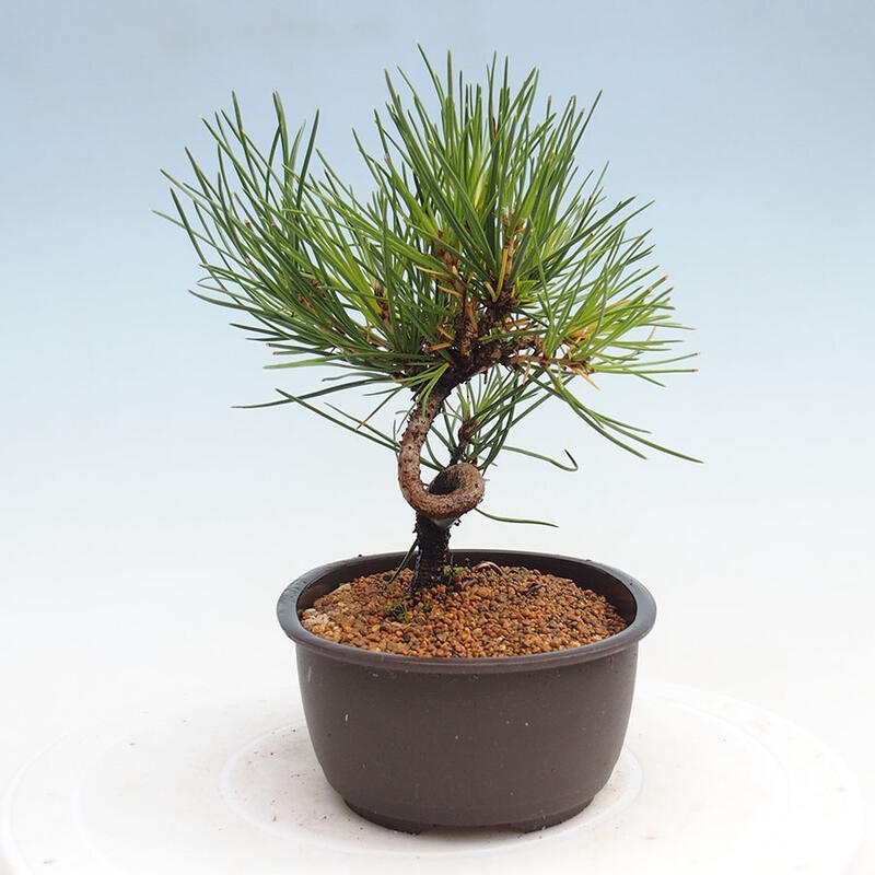 Venkovní bonsai - Pinus thunbergii - Borovice thunbergova