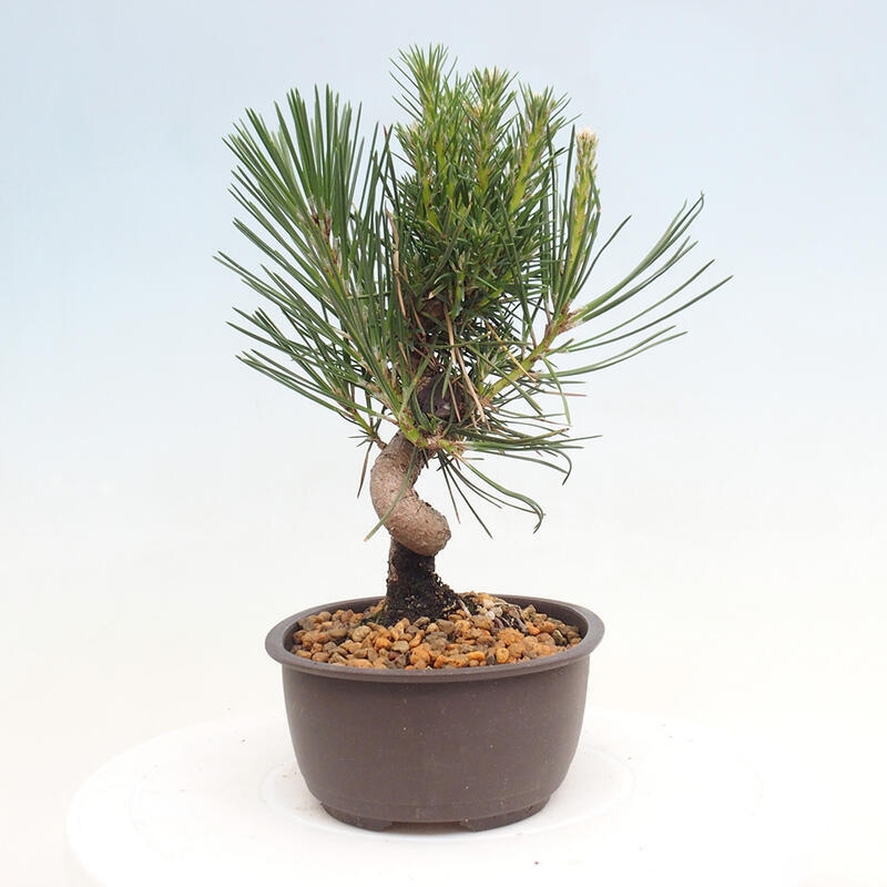 Venkovní bonsai - Pinus thunbergii - Borovice thunbergova