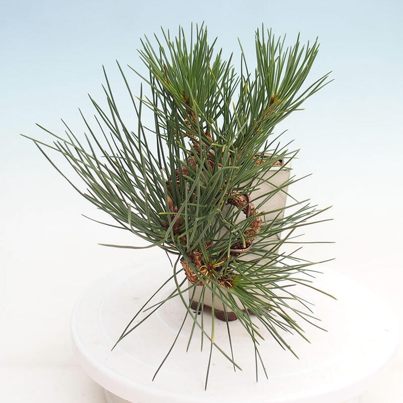 Venkovní bonsai - Pinus thunbergii - Borovice thunbergova