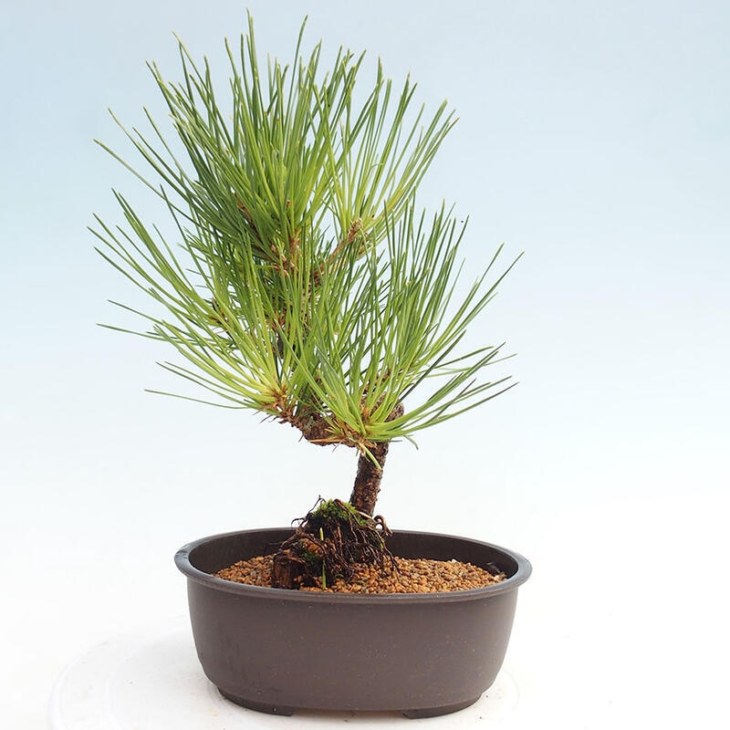 Venkovní bonsai - Pinus thunbergii - Borovice thunbergova