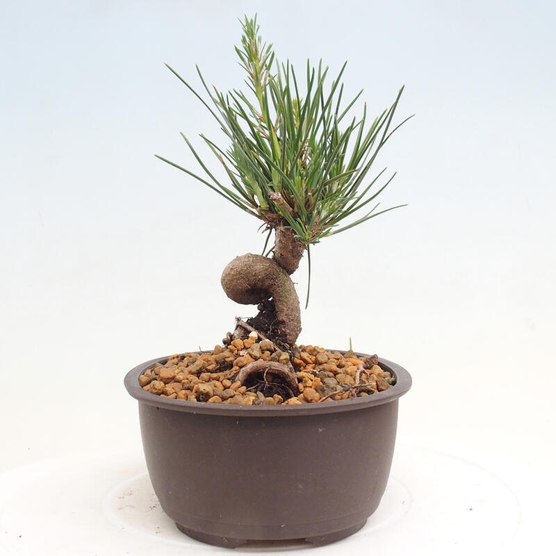 Venkovní bonsai - Pinus thunbergii - Borovice thunbergova