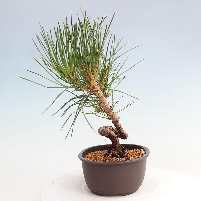 Venkovní bonsai - Pinus thunbergii - Borovice thunbergova