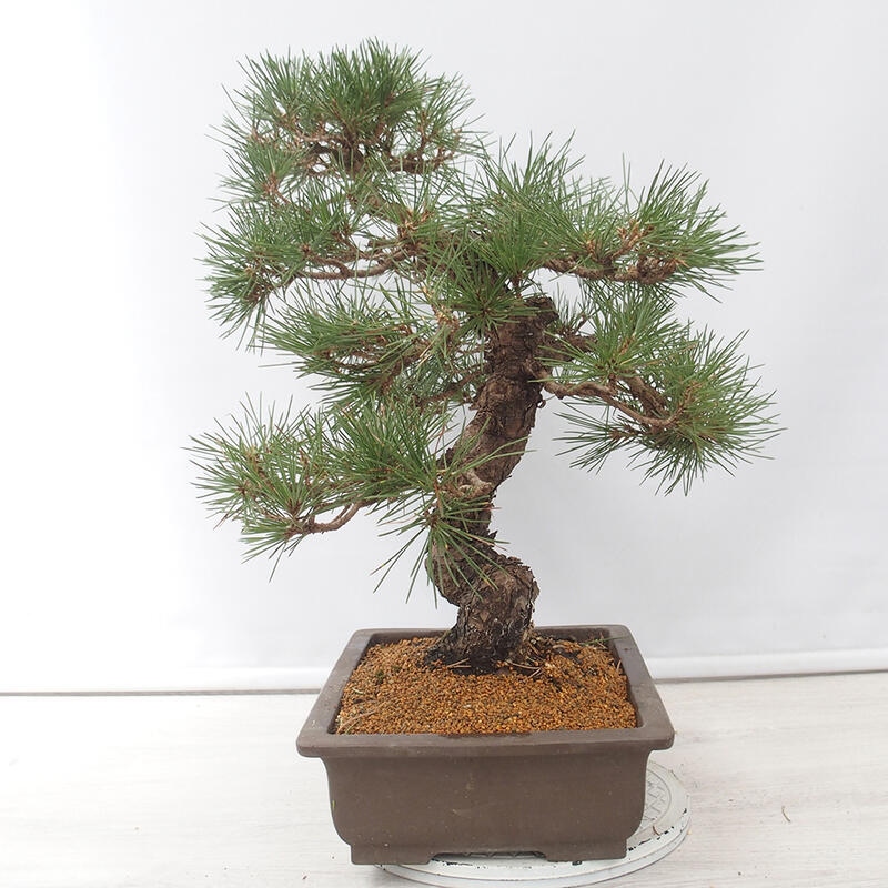 Venkovní bonsai - Pinus thunbergii - Borovice thunbergova