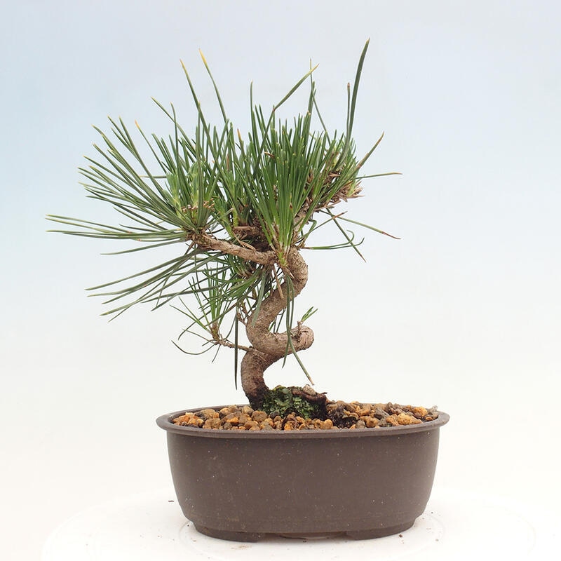 Venkovní bonsai - Pinus thunbergii - Borovice thunbergova