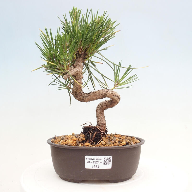 Venkovní bonsai - Pinus thunbergii - Borovice thunbergova