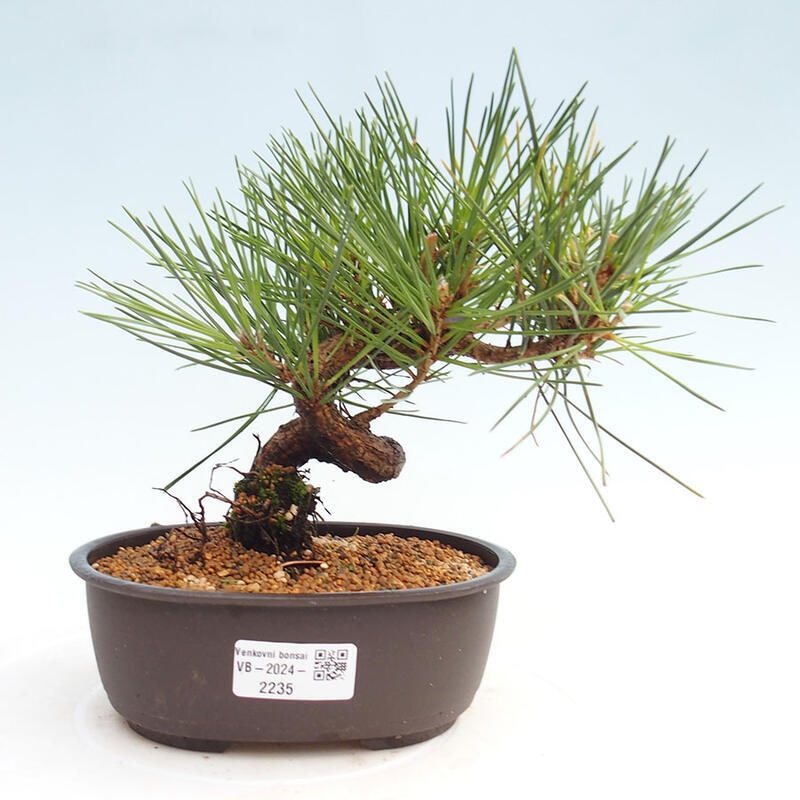 Venkovní bonsai - Pinus thunbergii - Borovice thunbergova