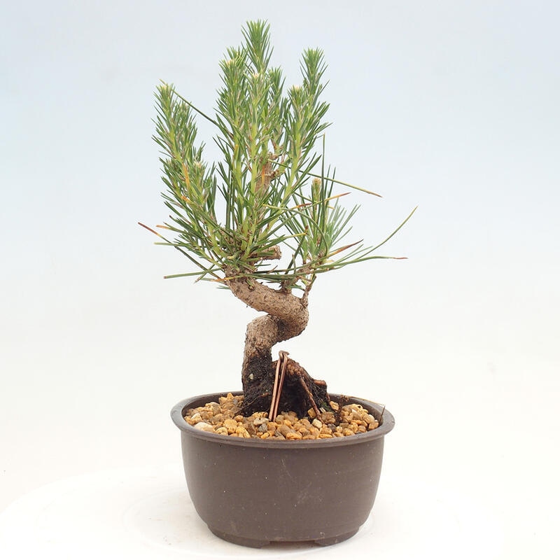 Venkovní bonsai - Pinus thunbergii - Borovice thunbergova