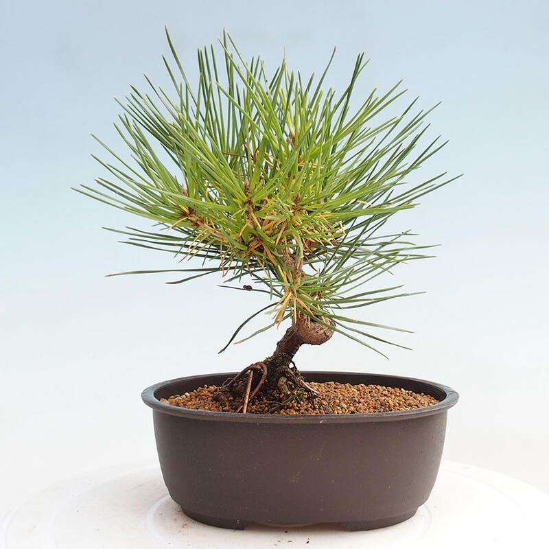 Venkovní bonsai - Pinus thunbergii - Borovice thunbergova