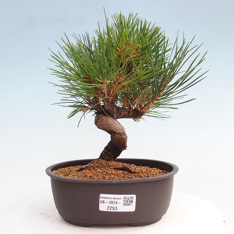 Venkovní bonsai - Pinus thunbergii - Borovice thunbergova