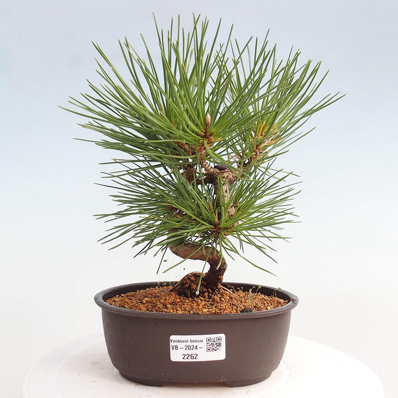 Venkovní bonsai - Pinus thunbergii - Borovice thunbergova