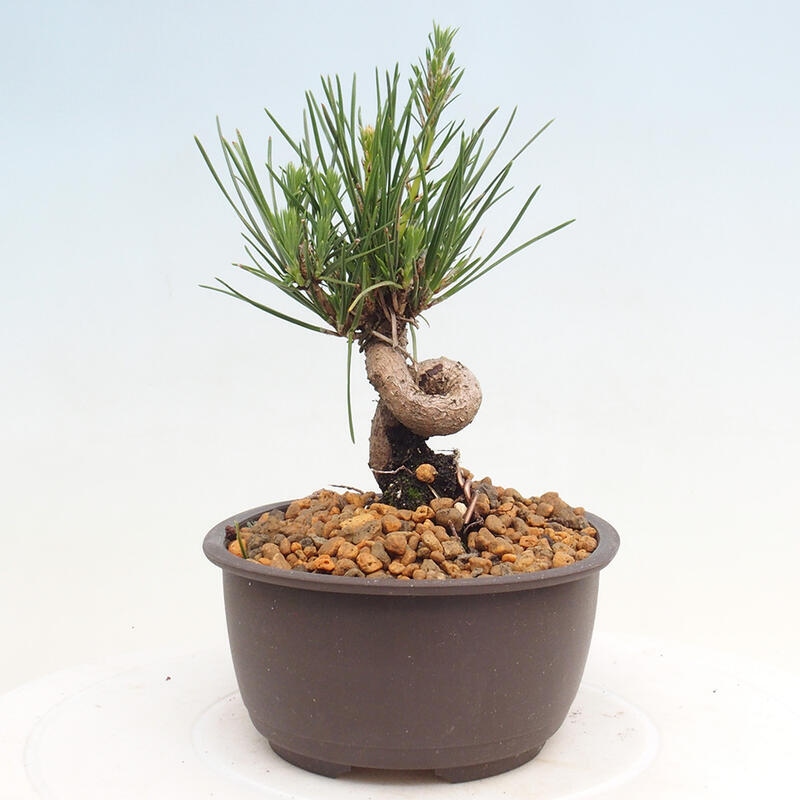 Venkovní bonsai - Pinus thunbergii - Borovice thunbergova